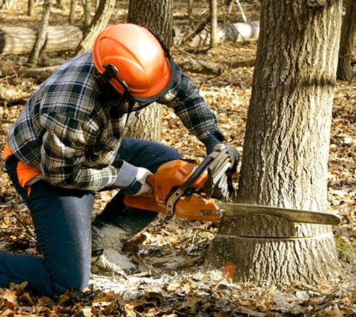 Tree Removal in Round Mountain, TX